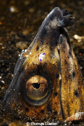 found in Lembeh; D200 by Thomas Lueken 